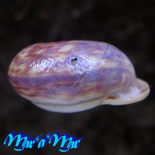 Anostoma rossi Weber, 1925 - Imagem 4