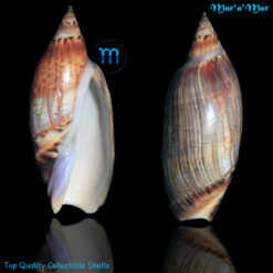 Agaronia travassosi Morretes, 1938*