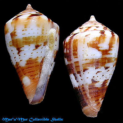 Conus orion Broderip, 1833