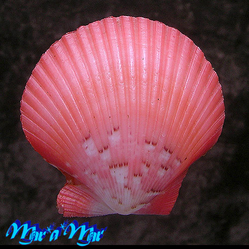 Alternative view of Aequipecten flabellum Gmelin, 1791