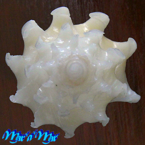 Trophon fraseri Knudsen, 1956 - Image 3