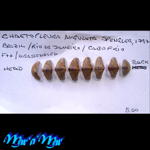 Chaetopleura angulata Spengler,1797