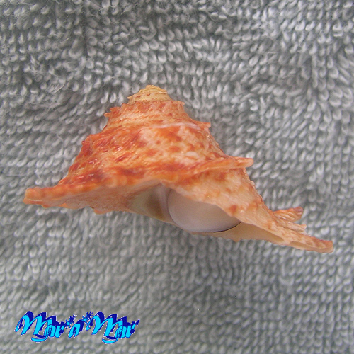 Astraea latispina (Philippi, 1844) - Imagem 2