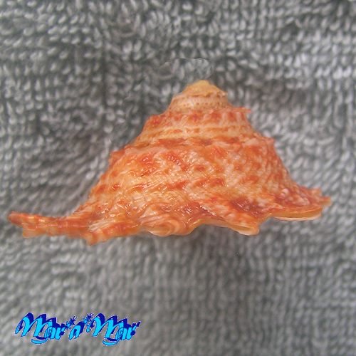 Astraea latispina (Philippi, 1844) - Imagem 3