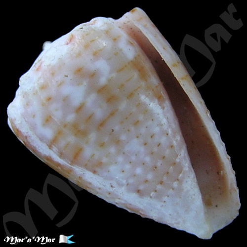Conus miliaris Hwass, 1791