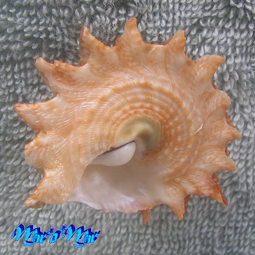 Astraea latispina (Philippi, 1844) - Imagem 4