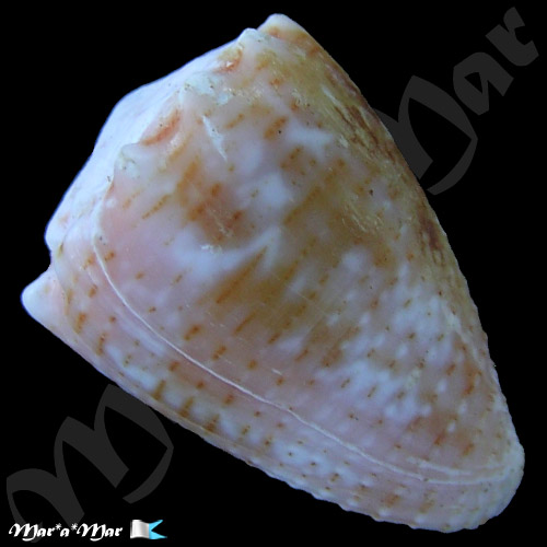 Conus miliaris Hwass, 1791 - Imagem 2