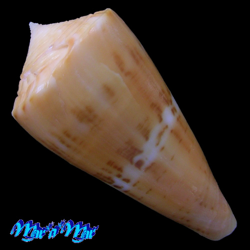 Conus cf. worki Petuch, 1998 - Image 2