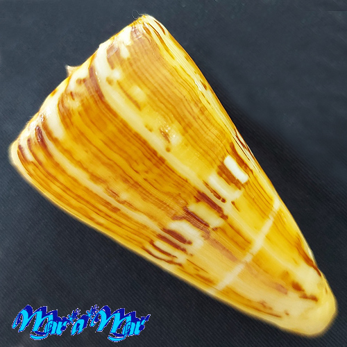 Conus riosi Petuch, 1986 - Imagem 2