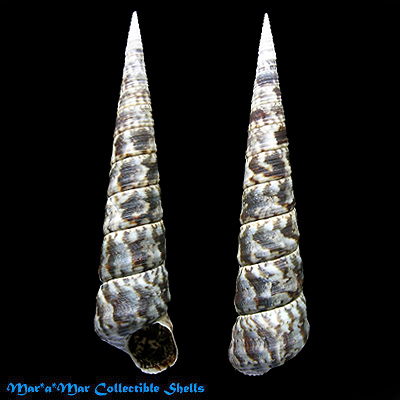 Turritella variegata (L., 1758)