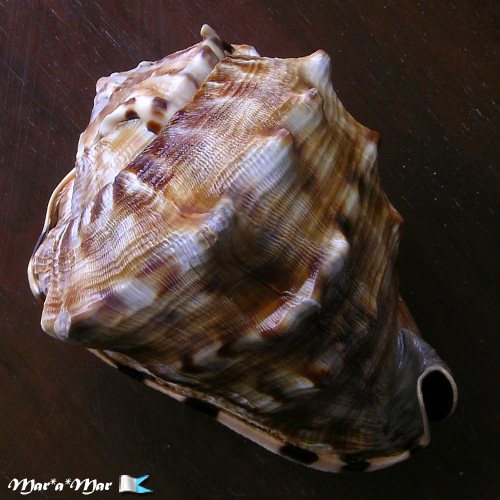 Cassis tuberosa (Linnaeus, 1758) - Image 2