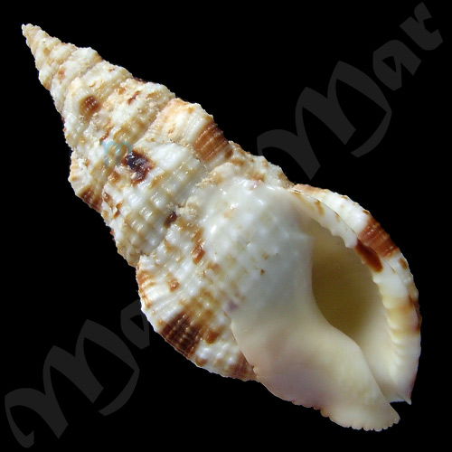 Colubraria muricata (Lightfoot, 1786)