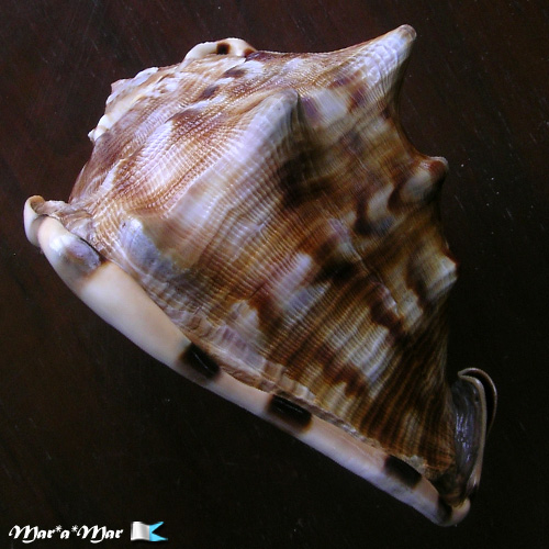 Cassis tuberosa (Linnaeus, 1758) - Image 3