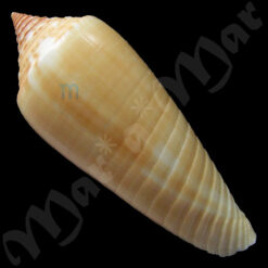 Alternative view of Conus ochroleucus Gmelin, 1791