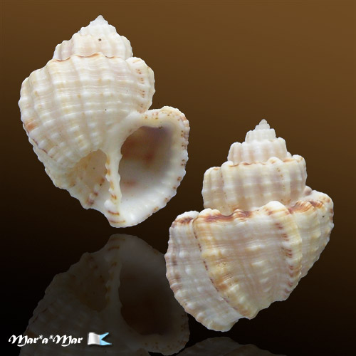 Trigonostoma breve (Sowerby, 1832)