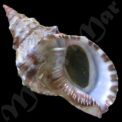 Charonia weisbordi G. Smith, 1979.