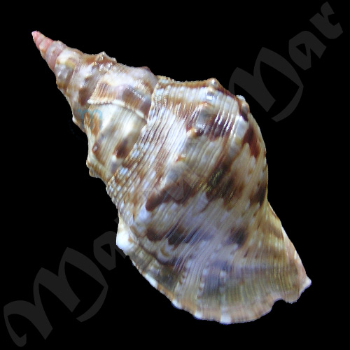 Charonia weisbordi G. Smith, 1979. - Imagem 2