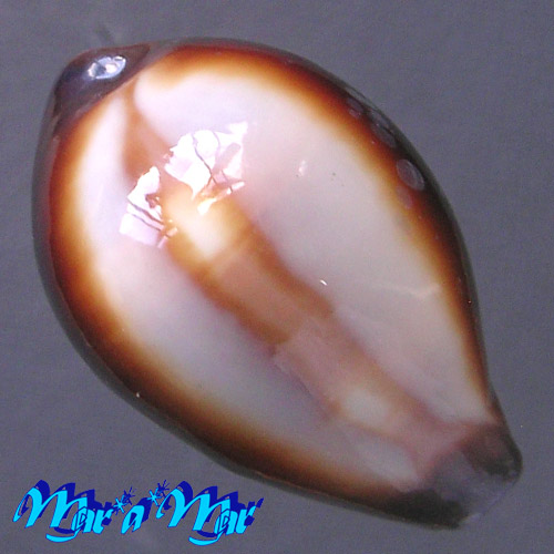 Cypraea onyx Linnaeus, 1758