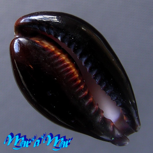 Alternative view of Cypraea onyx Linnaeus, 1758