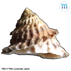 Lithopoma tectum tectum  (Lightfoot, J. in Solander, 1786)