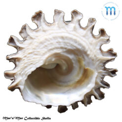 Lithopoma tectum tectum  (Lightfoot, J. in Solander, 1786) - Image 4