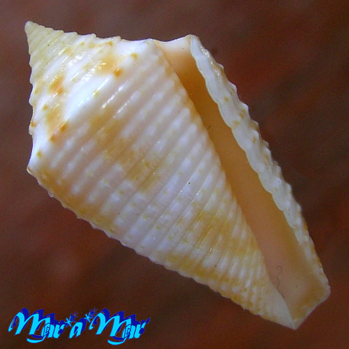 Conus ogum Petuch & Myers, 2014
