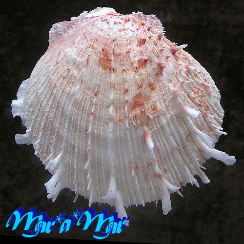 Spondylus ictericus Reeve, 1856