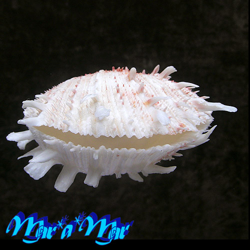 Alternative view of Spondylus ictericus Reeve, 1856