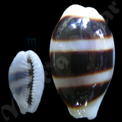 Cypraea (Palmadusta) asellus asellus (Linnaeus, 1758)