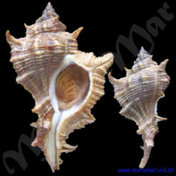 Siratus senegalensis (Gmelin, 1790)