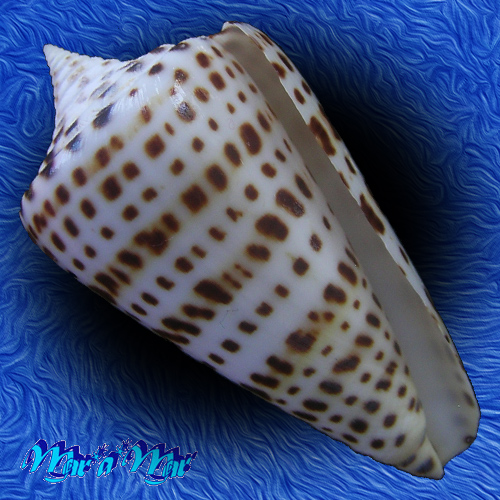 Conus spurius atlanticus Clench, 1942