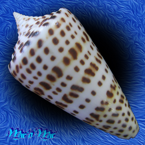 Alternative view of Conus spurius atlanticus Clench, 1942