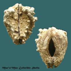 Arca imbricata Bruguière, 1789