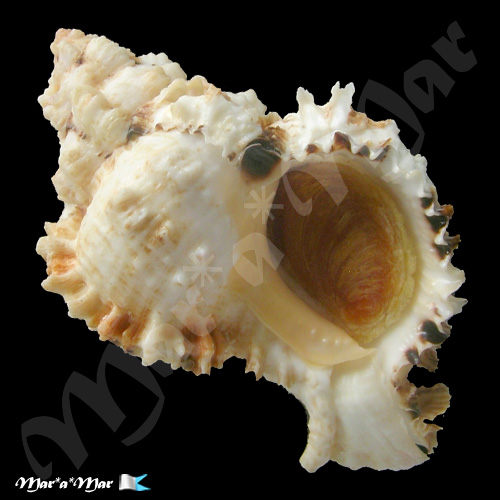 Phyllonotus occulatus (Reeve, 1845)