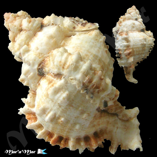 Alternative view of Phyllonotus occulatus (Reeve, 1845)