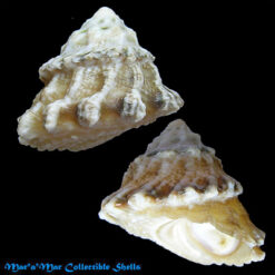 Astraea cf. tecta olfersii (Philippi, 1846)*