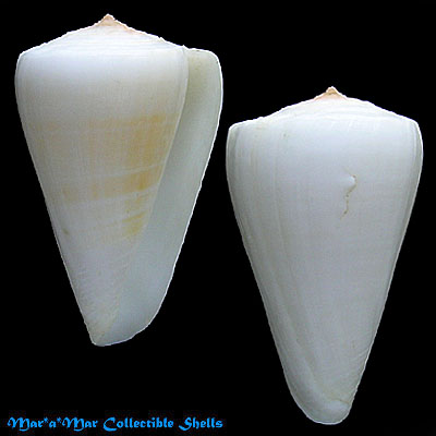 Conus fergusoni Sowerby, 1873