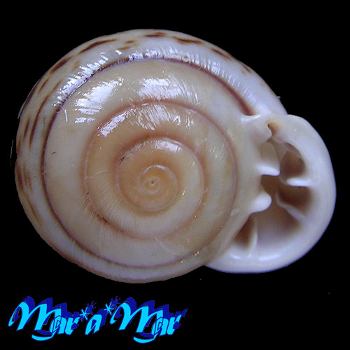 Anostoma tessa Simone, 2012 - Imagem 2