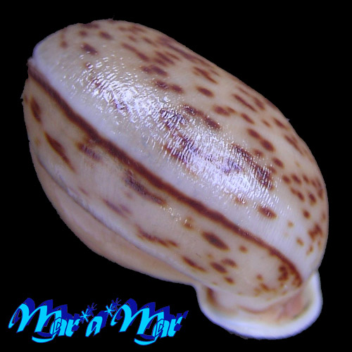 Anostoma tessa Simone, 2012 - Imagem 3