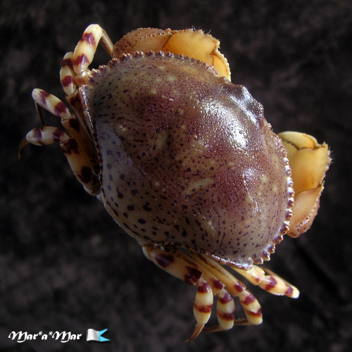 Hepatus pudibundus (Herbst, 1785)