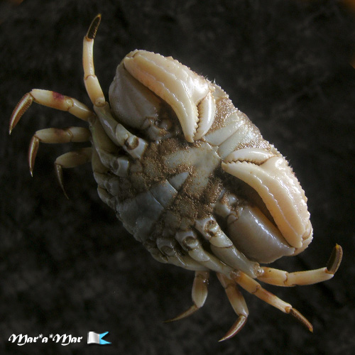 Hepatus pudibundus (Herbst, 1785) - Image 2