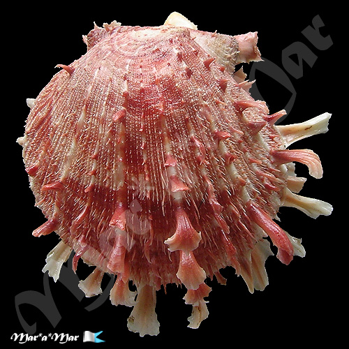 Spondylus ictericus Reeve, 1856