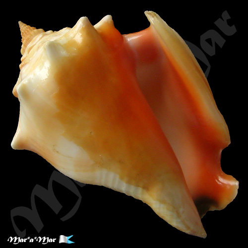 Strombus pugilis Linnaeus, 1758