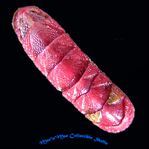 Ischnoplax edwin (Melo & Pinto, 1989)