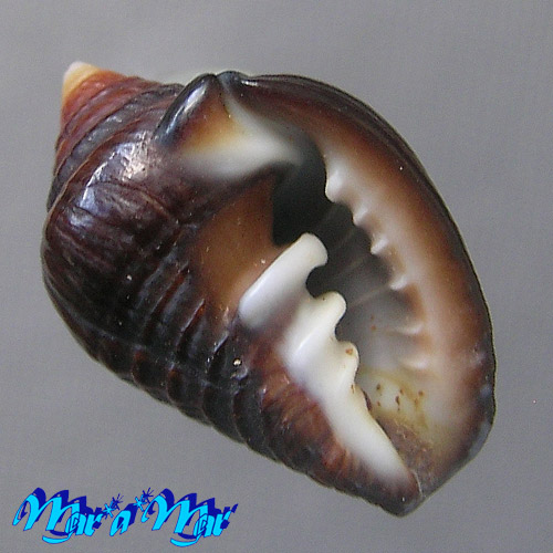 Zierliana ziervogelli Gmelin, 1791