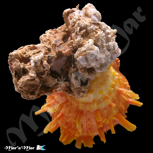 Spondylus ictericus Reeve, 1856 - Imagem 3