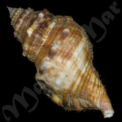 Alternative view of Monoplex parthenopeus (Salis Marschlins, 1793)