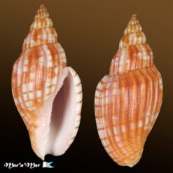 Lyria delessertiana (Petit de la Saussaye, 1842)