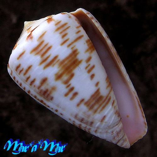 Conus pseudonivifer Monteiro,Tenorio & Poppe, 2004