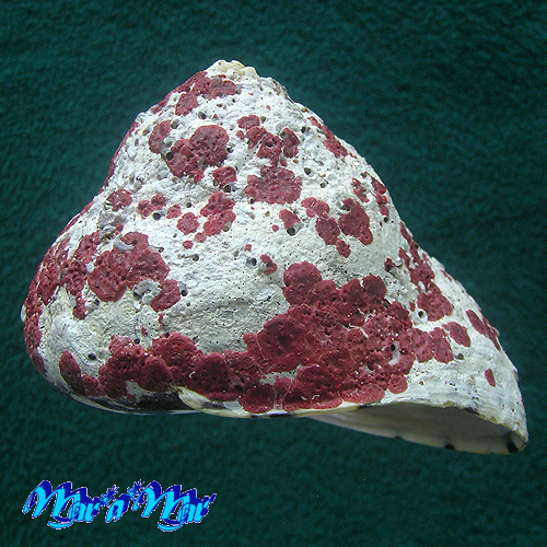 Cittarium pica (Linné, 1758)